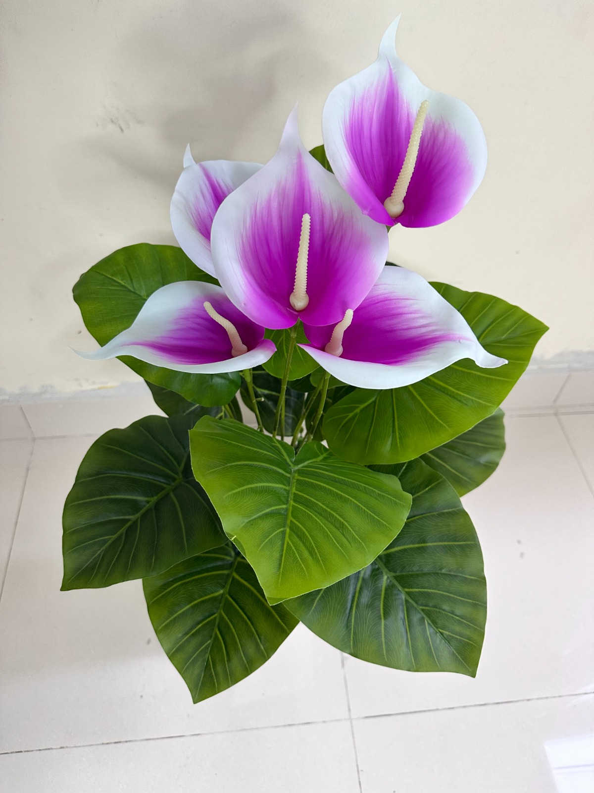 Planta de Cala LILA / BLANCO + Maceta de trupan | 90cm